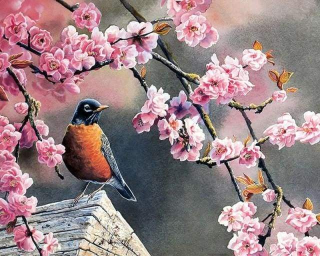 European Robin in Spring