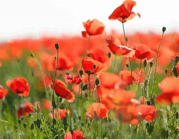 Field of Red Poppies