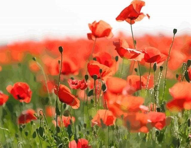Field of Red Poppies