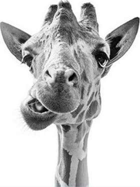 Funny Giraffe