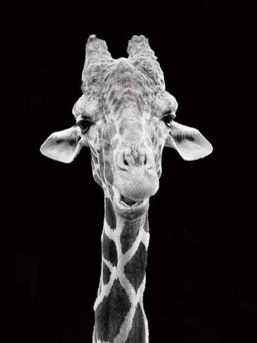 Giraffe Black And White Portrait