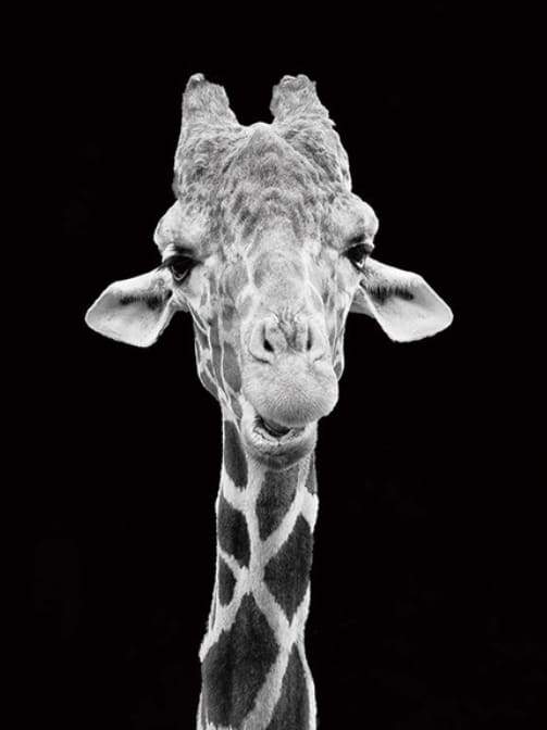 Giraffe Black And White Portrait