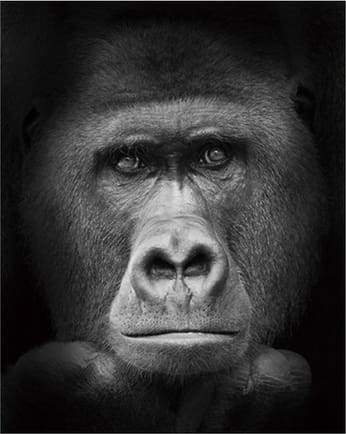 Gorilla Black And White