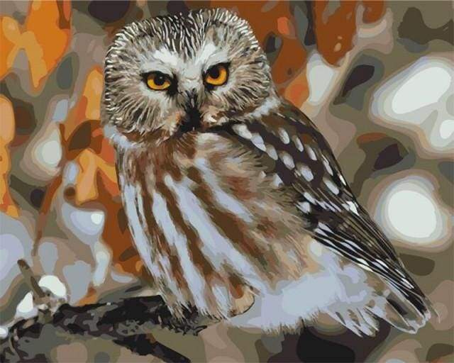 Gray Owl