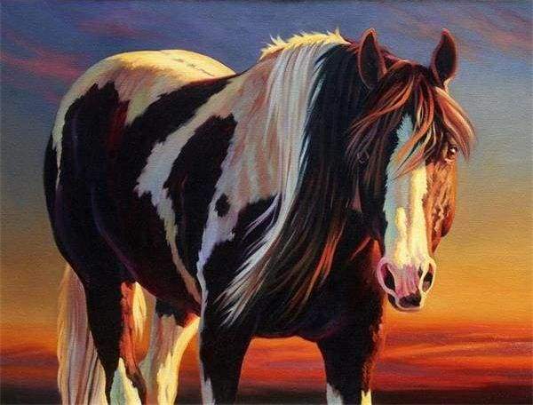 Horse Black And White