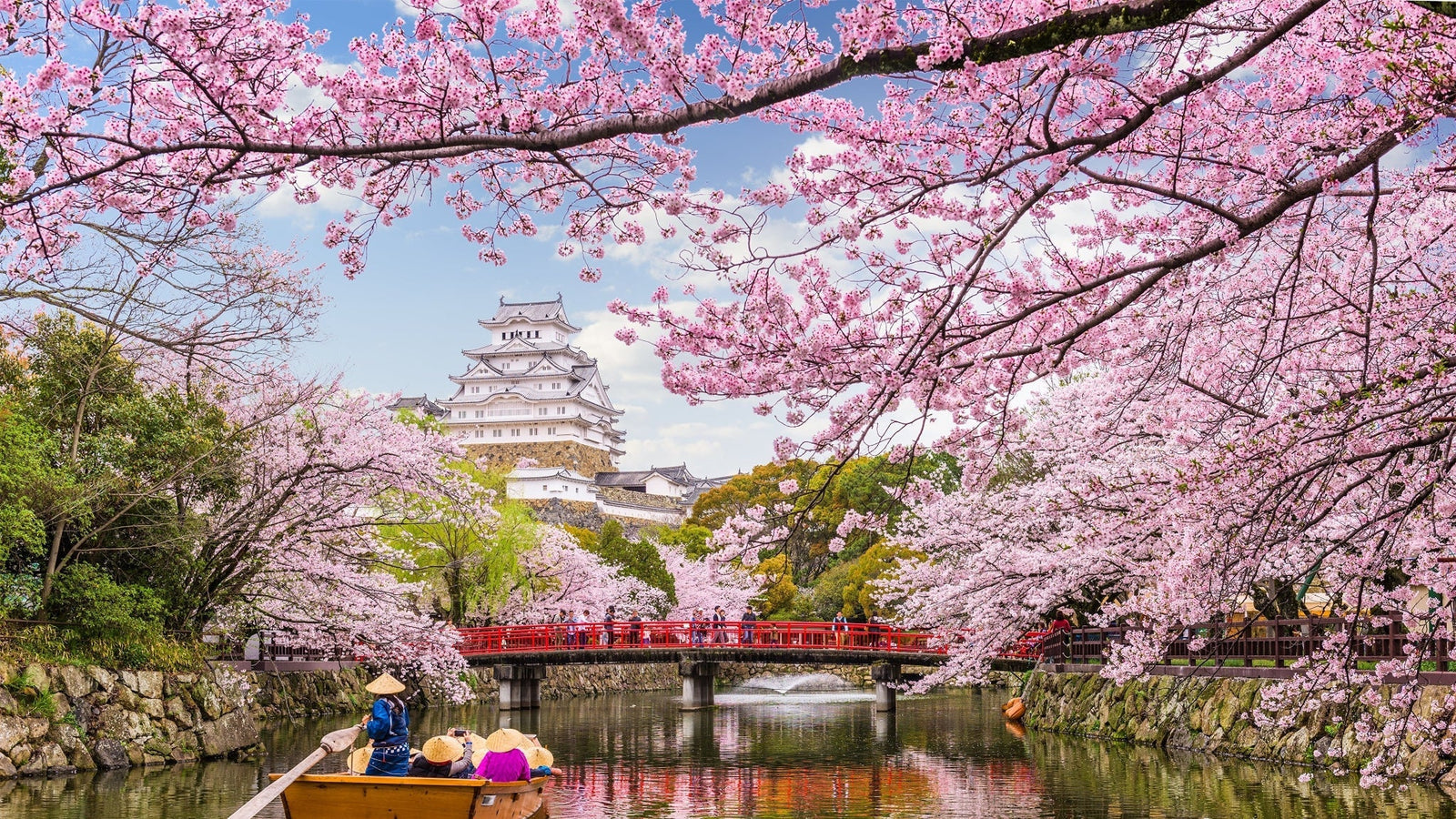 Japanese Cherry Blossom on a River