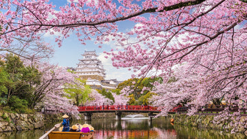 Japanese Cherry Blossom on a River