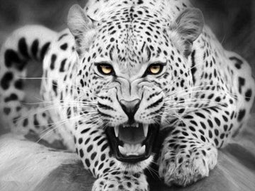 Leopard Black And White
