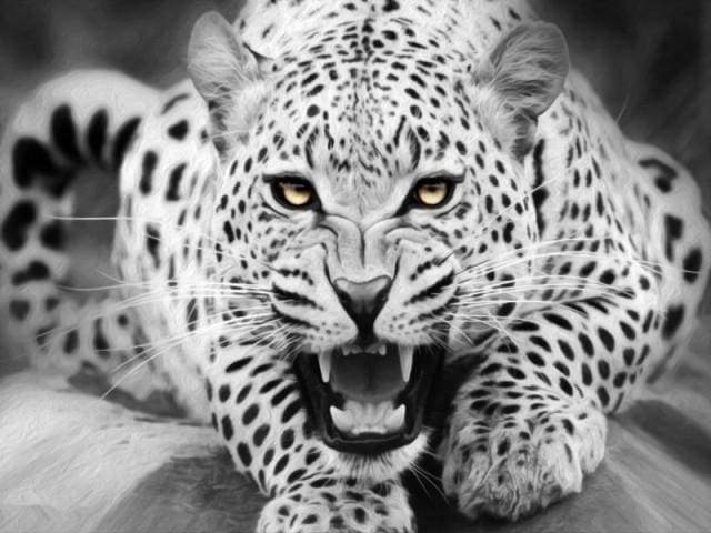 Leopard Black And White