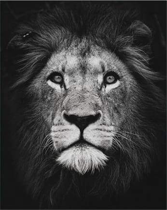 Lion Head Black And White