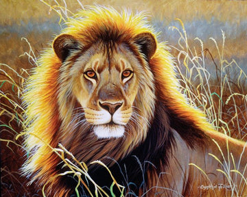 Lion in the savannah