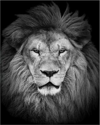 Lion's Head