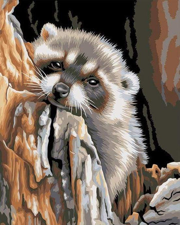 Little Raccoon