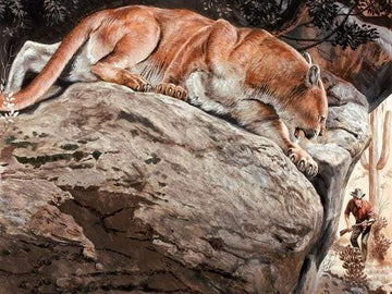 Lynx