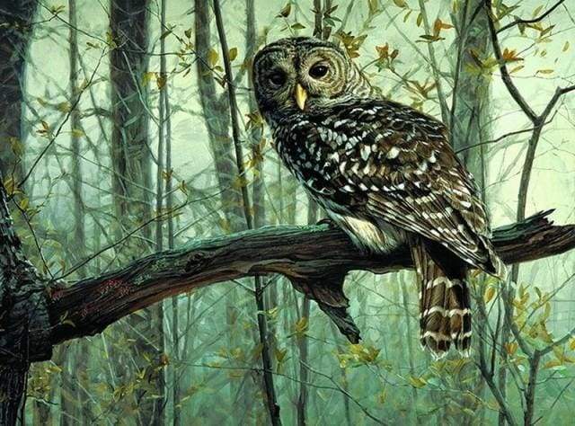 Owl