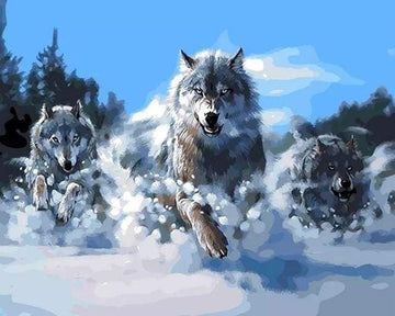 Pack of Wolves in the Snow