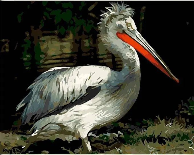 Pelican Bird