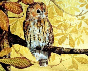 Pretty owl