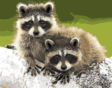 Raccoons