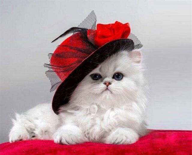 Red Hat Cat
