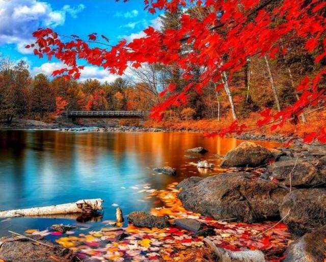 River and Autumn Forest