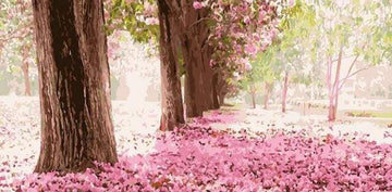 Romantic Cherries