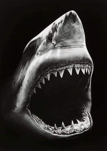 Shark Black And White