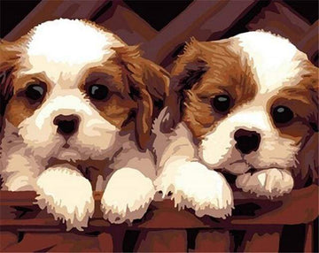 Small puppies