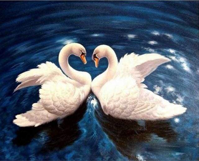 Swans On Blue Lake