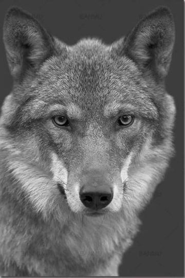The Wolf Black and White