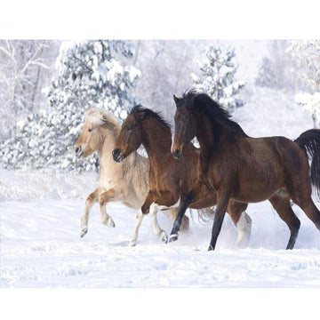 Three Horses In The Snow