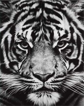 Tiger Head Black And White