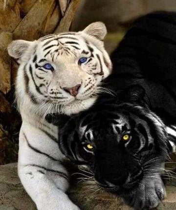 Tigers White And Black