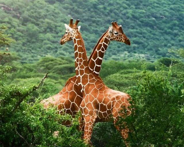 Two Giraffes