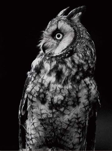 White Owl and Black