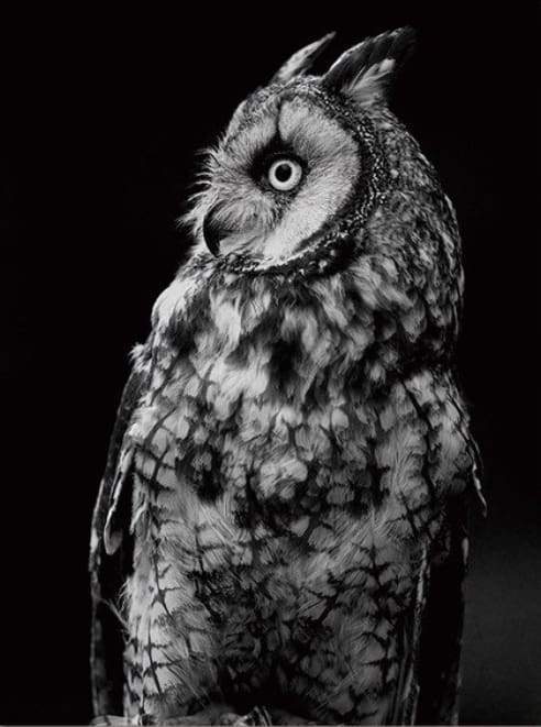 White Owl and Black
