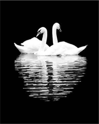 White Swans in the Night