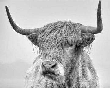 White Yak