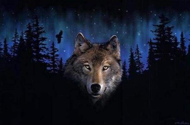 Wolf at Night