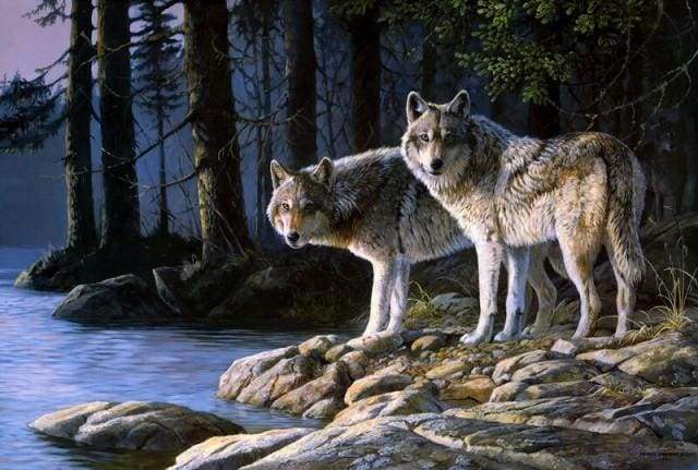 Wolves in the Forest