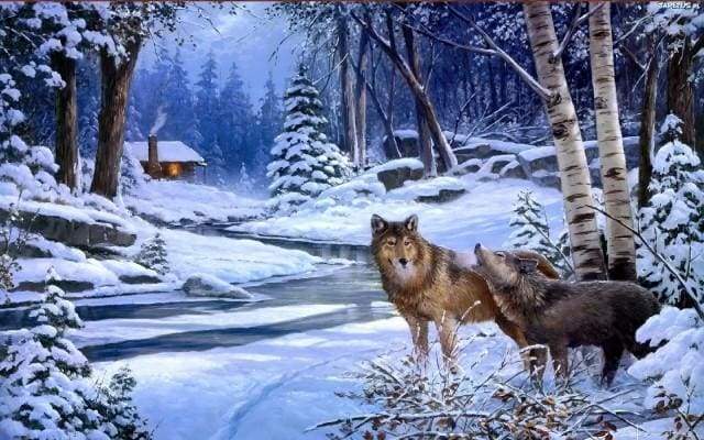 Wolves near the house