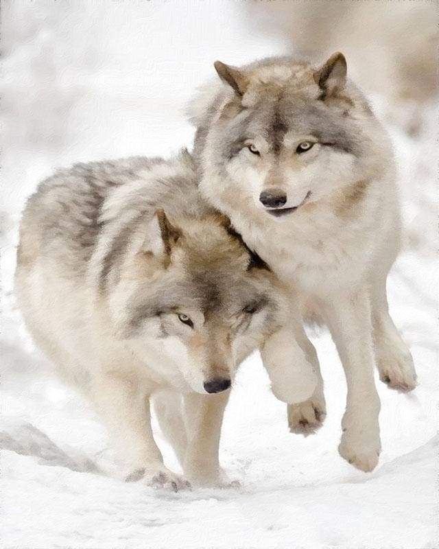 Wolves playing in the Snow