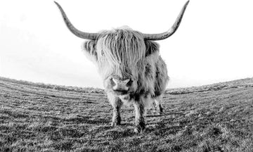 Yak Desert