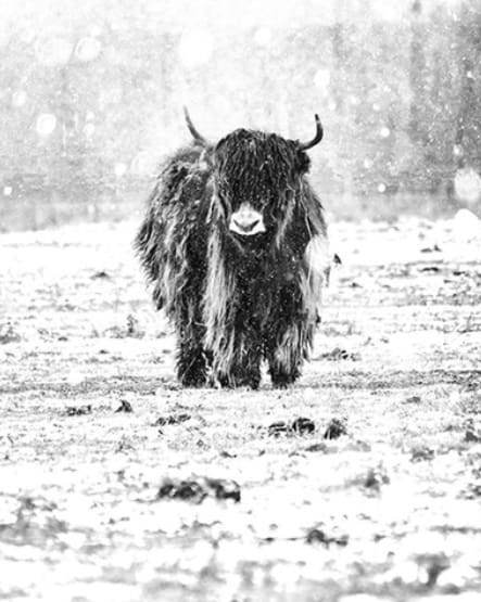 Yak and Winter Snow