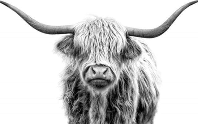 Yak