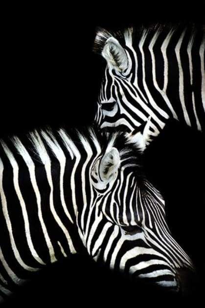 Zebra White And Black